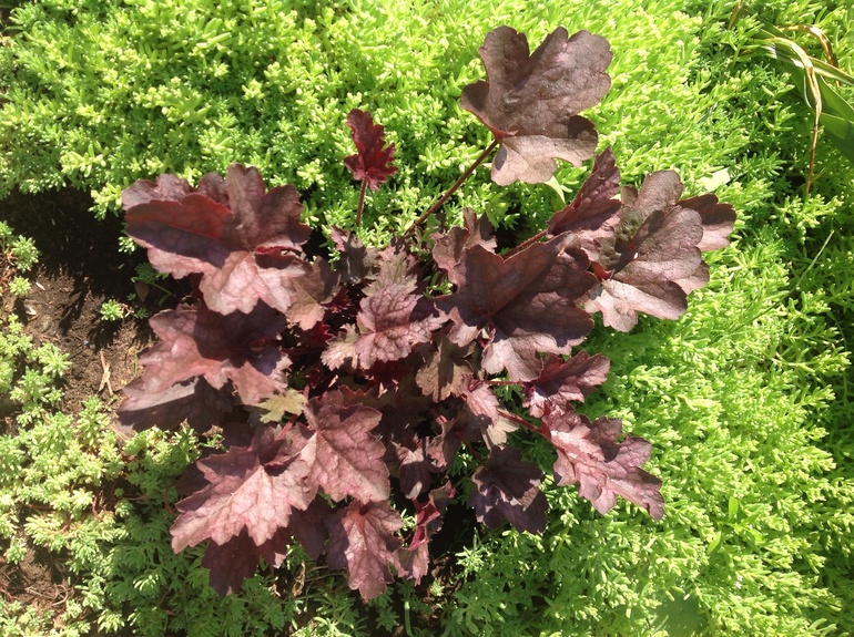 Еще мои цветочки...