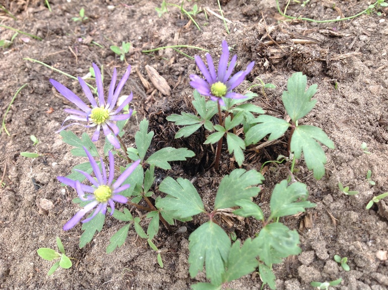 Хвалюсь тем, что выросло...