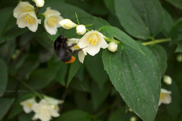 Чуть-чуть макро