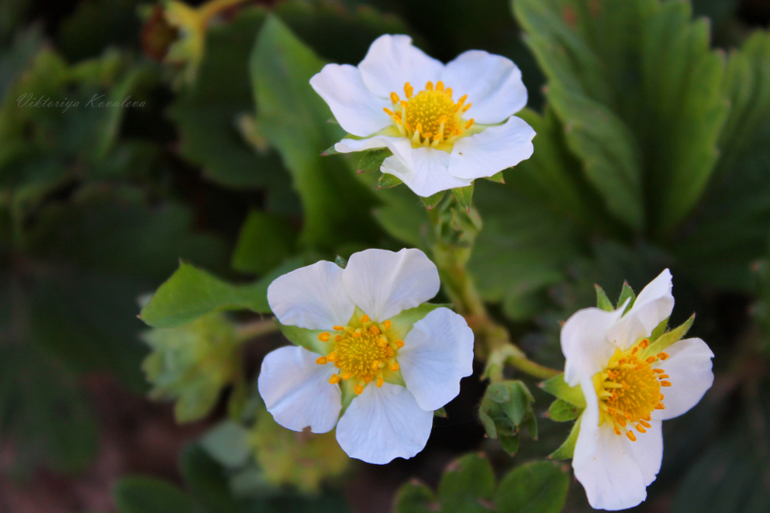 Покритикуйте,пожалуйста