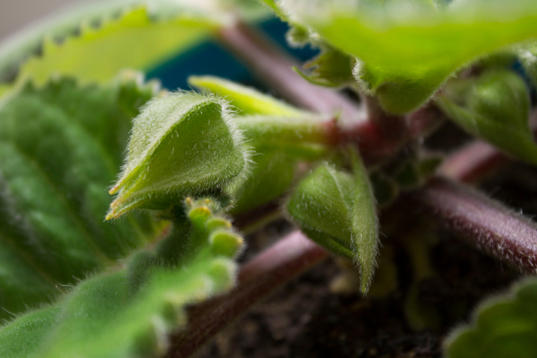 Глоксиния...