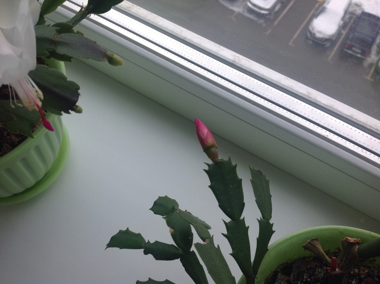 Моя красота цветет.