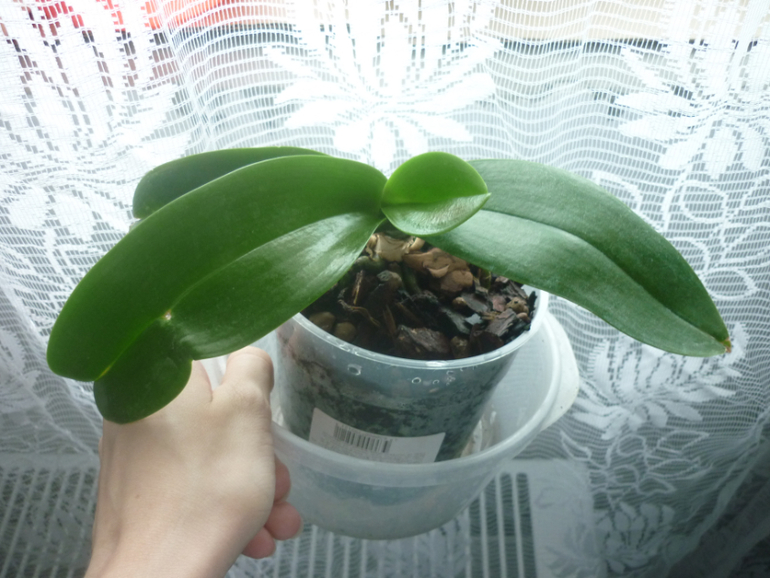 Помогите оценить состояние орхидеи