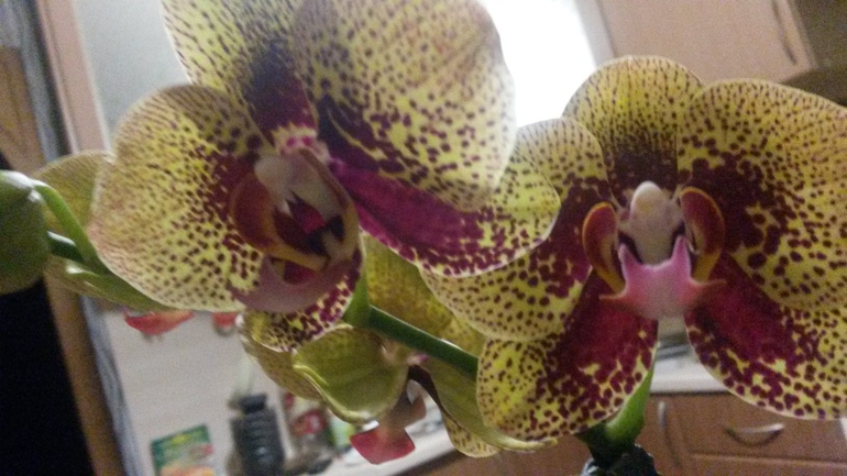 Ну и я покажу свое хозяйство