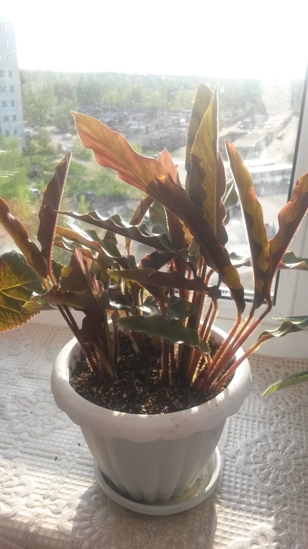 Ну и я покажу свое хозяйство