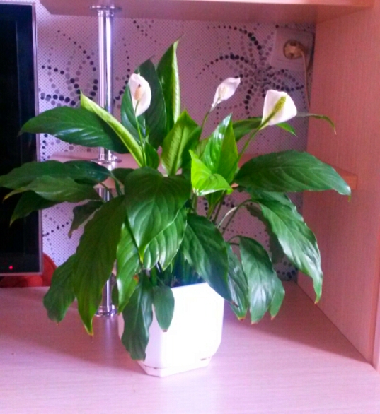 Ну и я покажу свое хозяйство