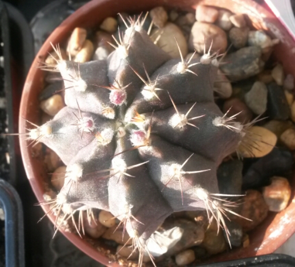 Ну и я покажу свое хозяйство