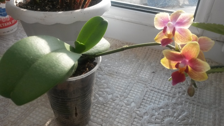 Ну и я покажу свое хозяйство