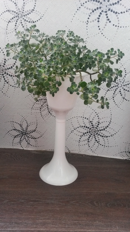 Ну и я покажу свое хозяйство