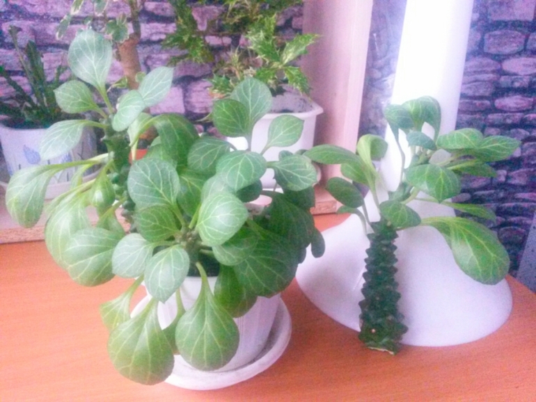 Монадениум Ричи