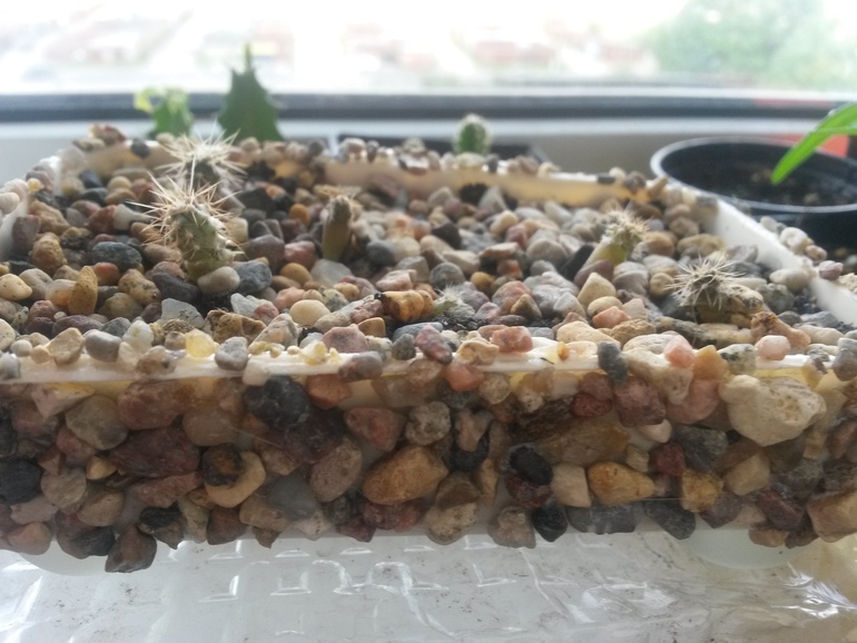 Мои кактусы-суккуленты