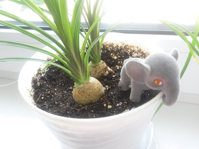 Мои кактусы-суккуленты