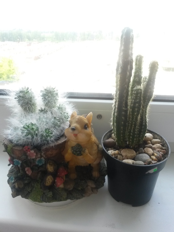 Мои кактусы-суккуленты