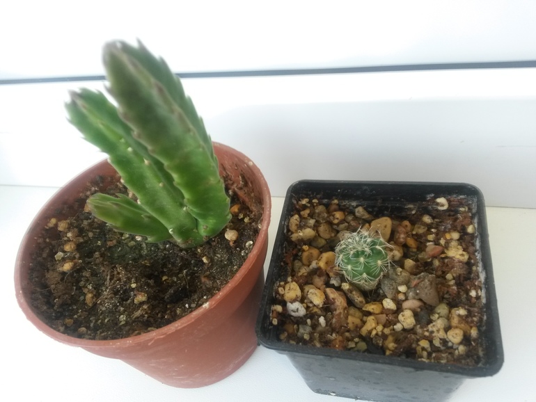 Мои кактусы-суккуленты