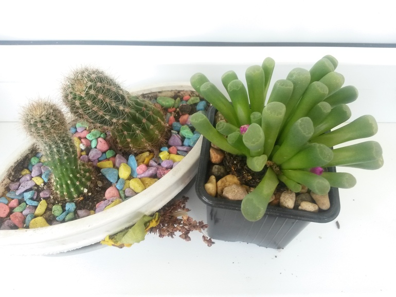 Мои кактусы-суккуленты