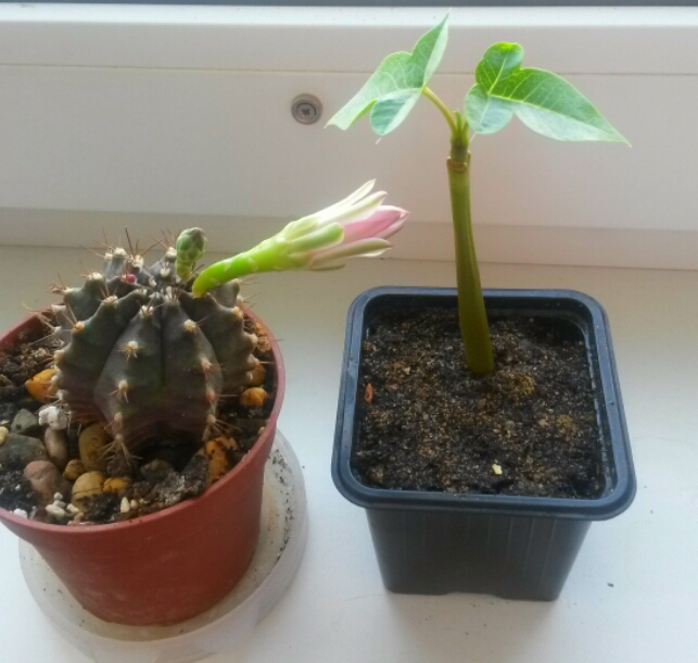 Мои кактусы-суккуленты