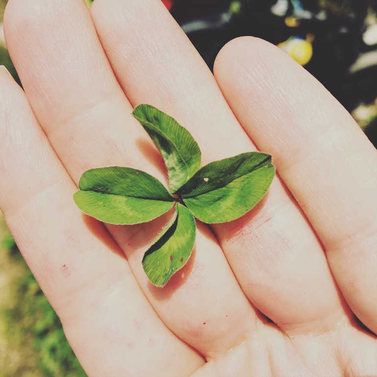 клевер на удачу сколько лепестков. ирландский клевер четырехлистный. клевер лист четырехлистник. растения удачи четырехлистный клевер. клевер четырехлистный с цветком.