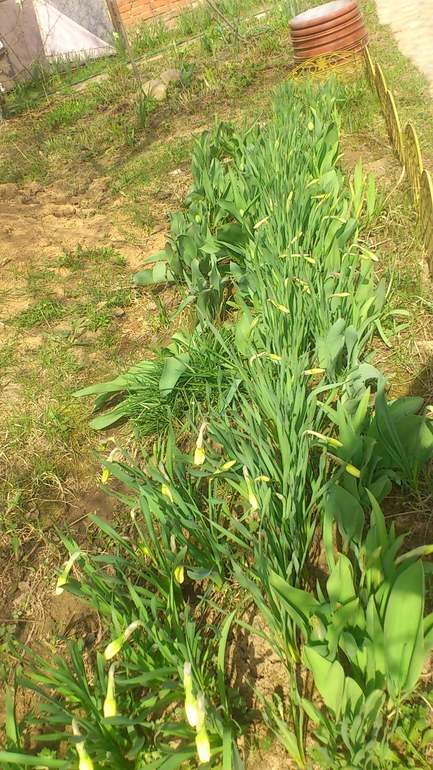 Продаю кустики Нарциссов и Люпинов) Многолетники