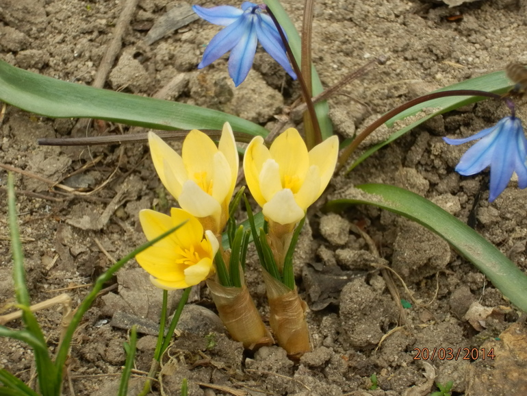 Весна-красна