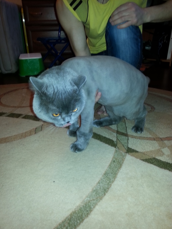 Пожалуйста, помогите !!!