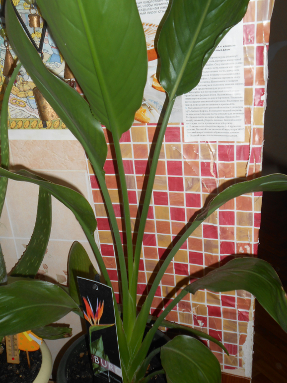 Мои любимые чувствуют весну)))