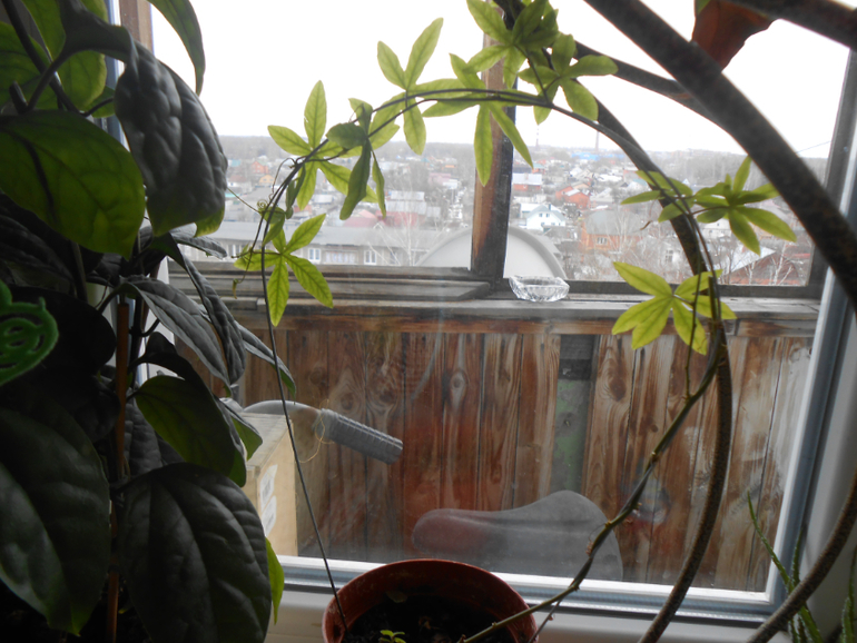 Мои любимые чувствуют весну)))