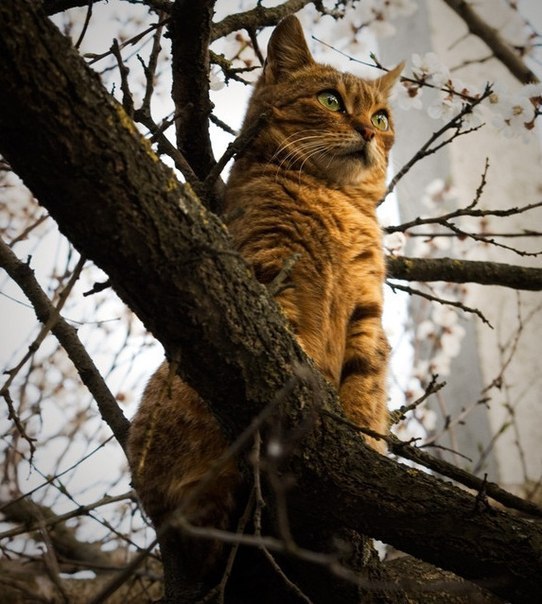 Март - коты прилетели