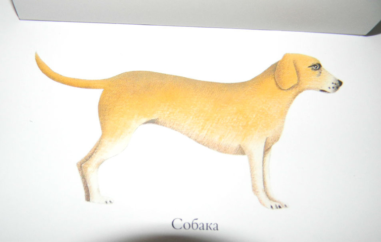 ЖИНЕВОТЫ -мой отзыв о книге...