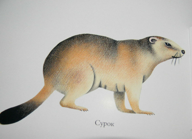 ЖИНЕВОТЫ -мой отзыв о книге...