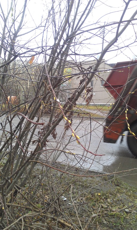 Сюрпризы природы