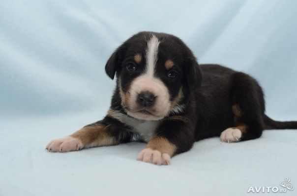 Щенки Большого Швейцарского Зенненхунда