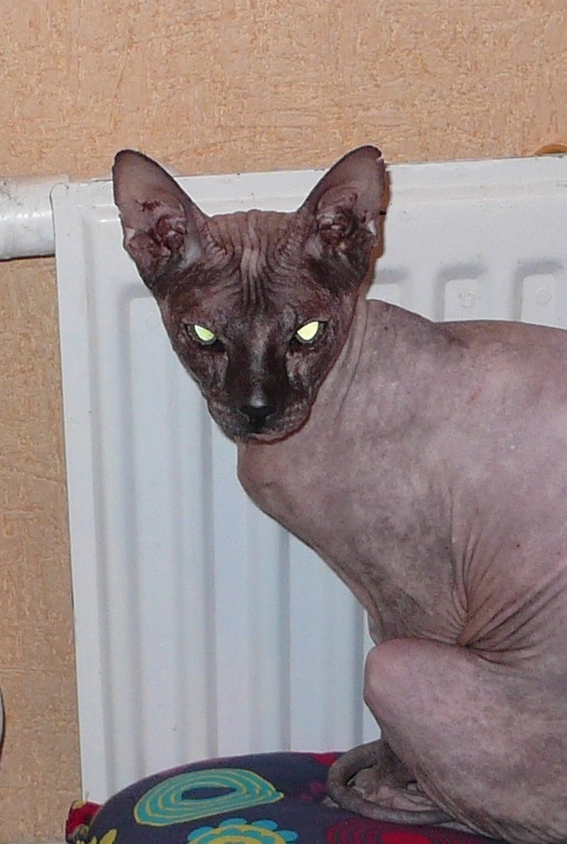 ну что за с... опять уже 3 дня нет ленты и похоже без тп не появится...(((