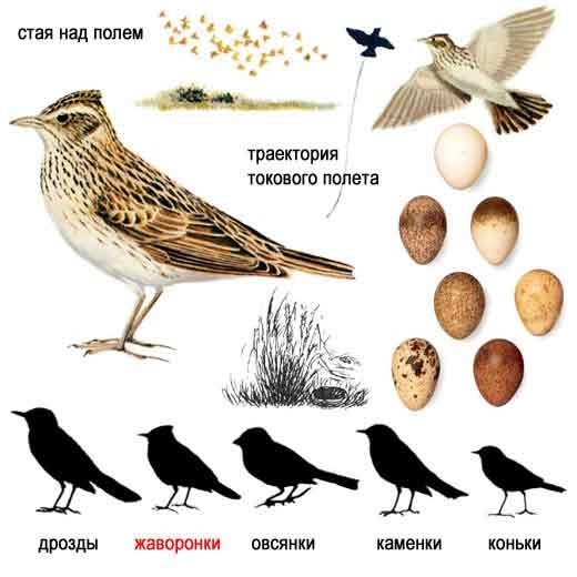 Развитие фонематического слуха