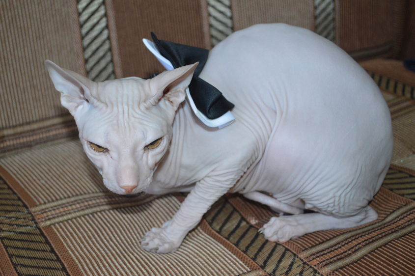 КУЗЯ