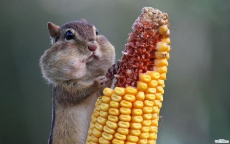 Dimensions - совместник Часть 2