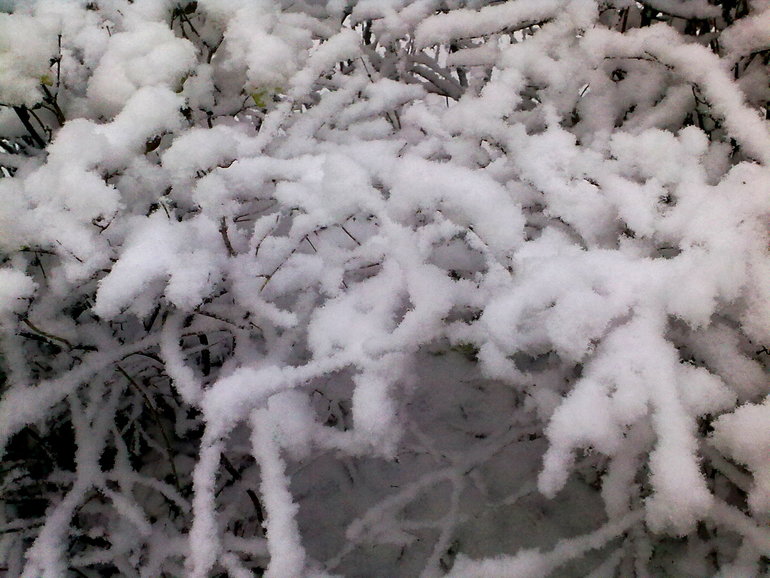 УРА! Снег выпал) 26.11.2013