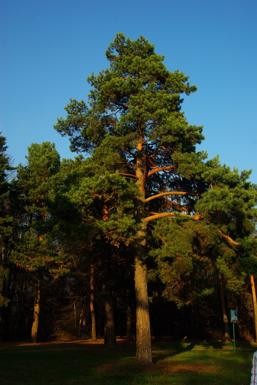 Парк Кузьминки