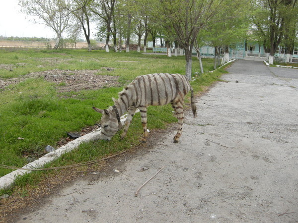 Давно хотела показать...