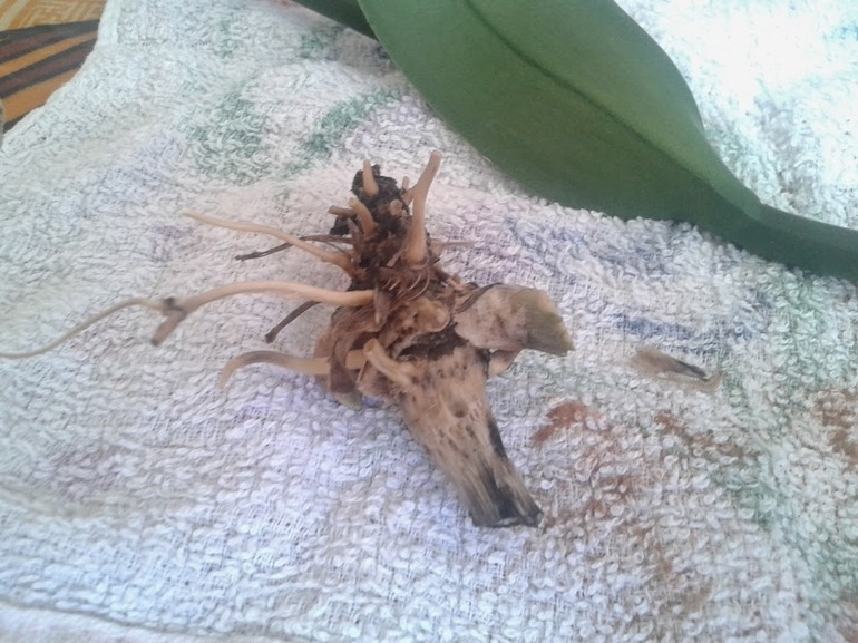 Фаленопсис мой практически умер?! Отрезанные корни.