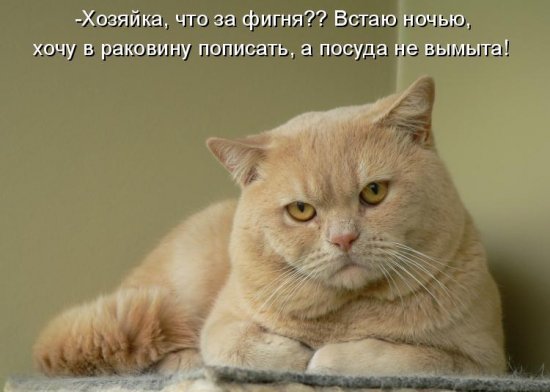 Котики))