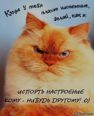Котики))