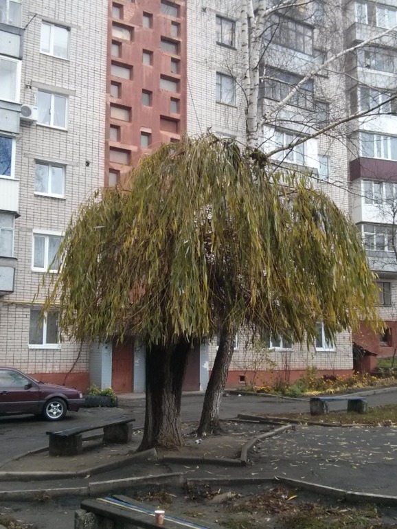 Погода в ноябре