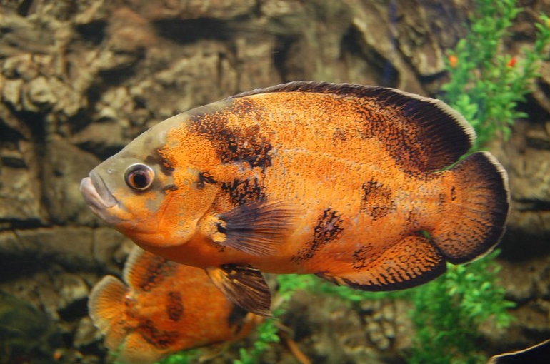 Океанариум