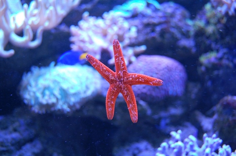 Океанариум