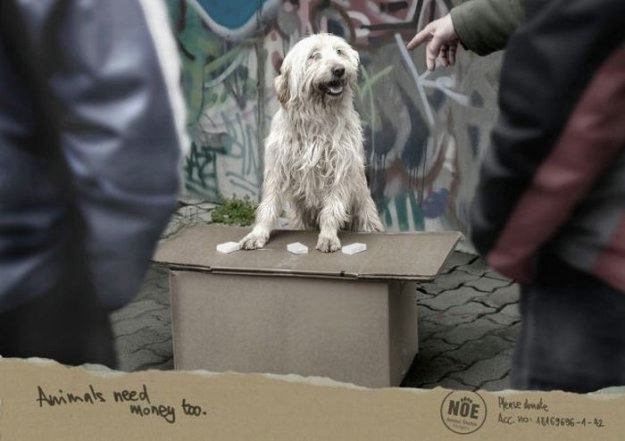 Креатив с учатием животных.