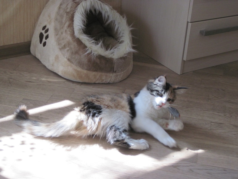 Я сошла с ума, ляляля :)