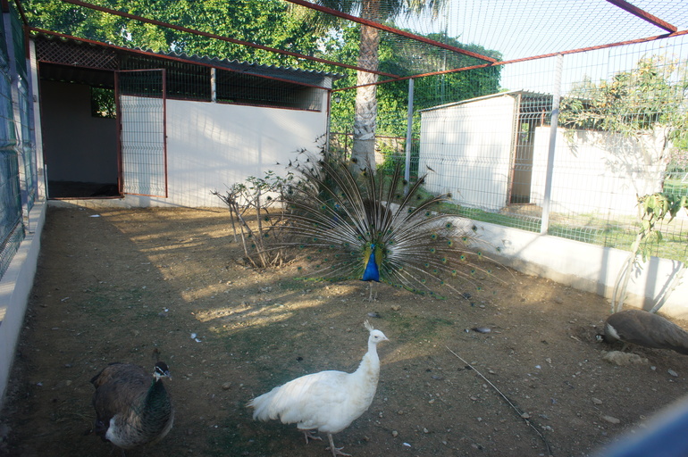 Club Hotel Turan Prince World 5* в мае