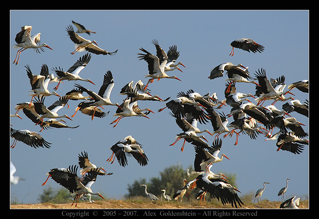 Аисты ищут адреса мамочек!!!