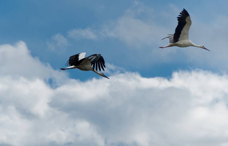 Аисты ищут адреса мамочек!!!