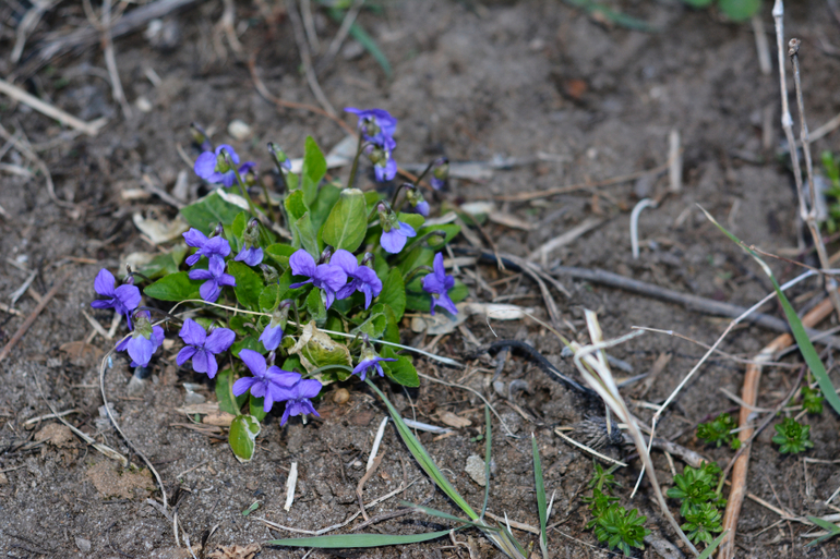 Фиалочка и стрекозка :)